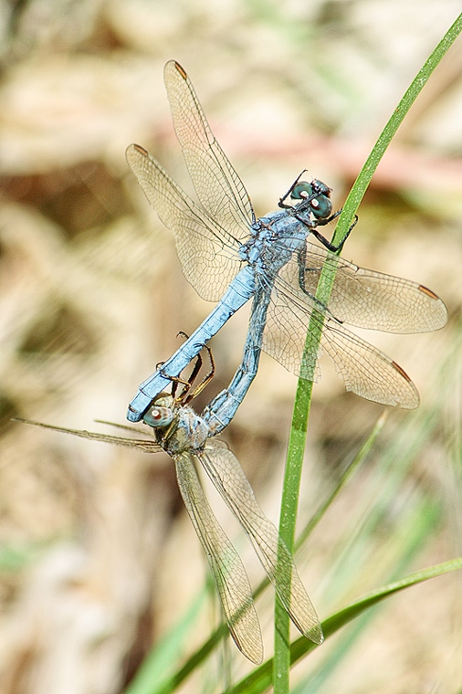 Orthetrum coerulescens ??